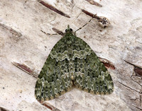 70.096 BF1761 Autumn Green Carpet Chloroclysta miata