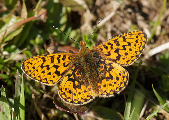 Pearl-Bordered Fritillary Boloria euphrosyne