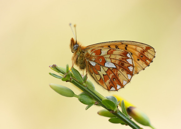Pearl-Bordered Fritillary Boloria euphrosyne