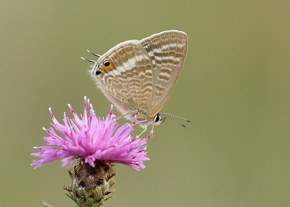 Long-tailed Blue Lampides boeticus