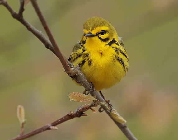 Prairie Warbler Setophaga discolor