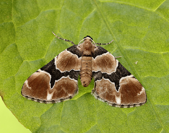 70.140 BF1810 Marsh Carpet Gagitodes sagittata