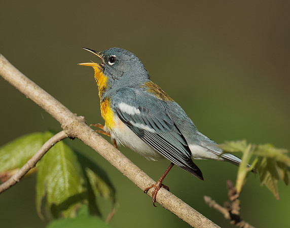Northern Parula