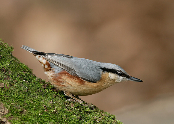 Nuthatch Sitta europaea