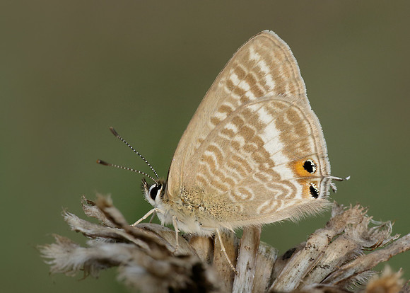 Long-tailed Blue Lampides boeticus