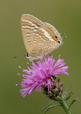 Long-tailed Blue Lampides boeticus
