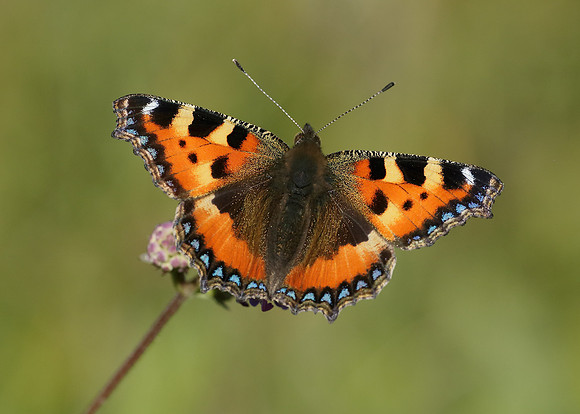 Small Tortoiseshell Aglais urticae