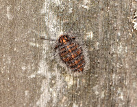 70.249 BF1929 Rannoch Brindled Beauty Lycia lapponaria