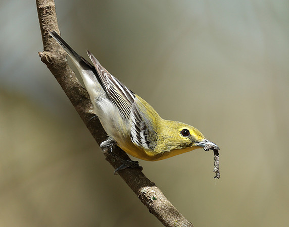 Yellow-throated Vireo Vireo flavifrons