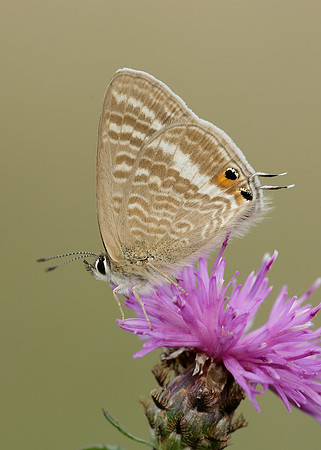 Long-tailed Blue Lampides boeticus