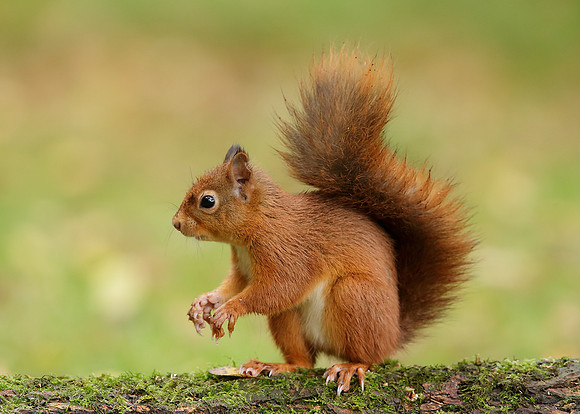 Red Squirrel Sciurus vulgaris