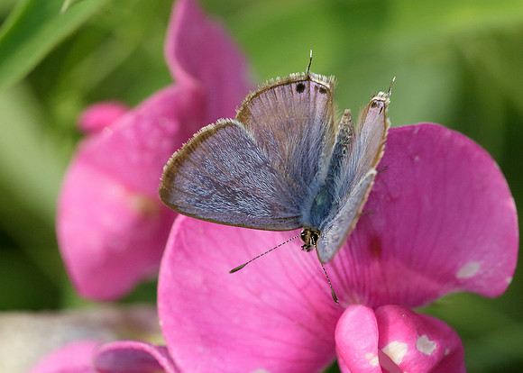 Long-tailed Blue Lampides boeticus