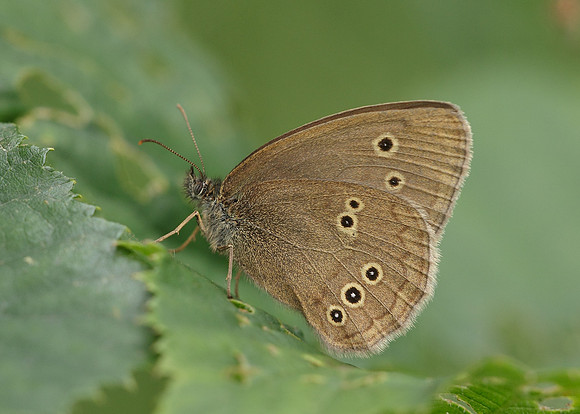 Ringlet Aphantopus hyperantus