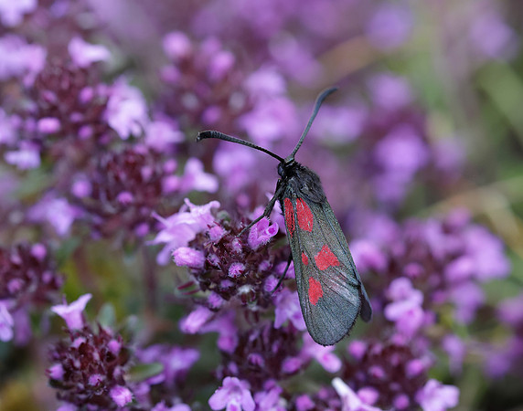 54.007 BF168 New Forest Burnet Zygaena viciae