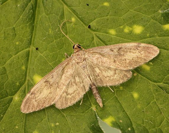 63.017 BF1377 Anania lancealis