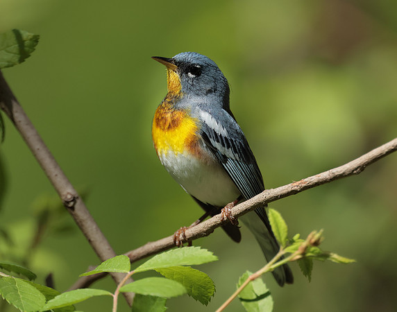 Northern Parula