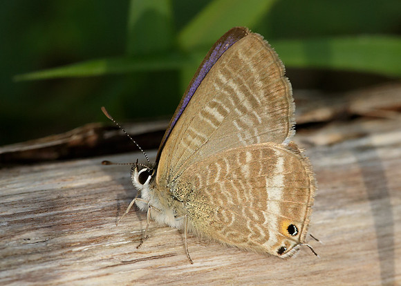 Long-tailed Blue Lampides boeticus