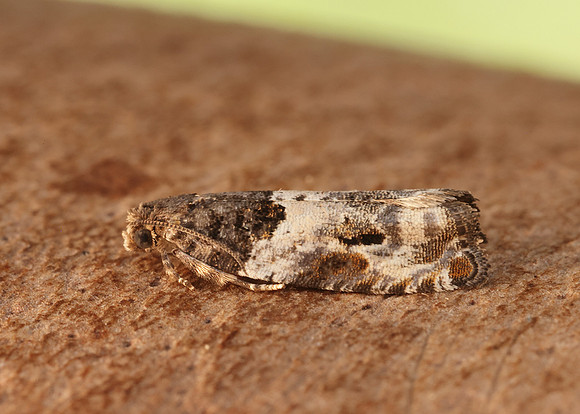 49.279 BF1169 Gypsonoma dealbana