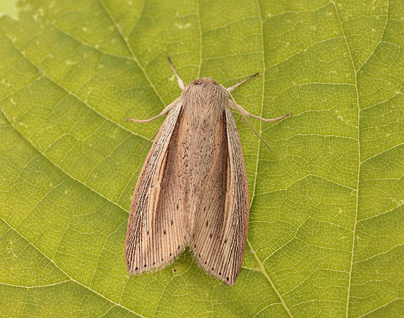 73.305 BF2209 Flame Wainscot Senta flammea