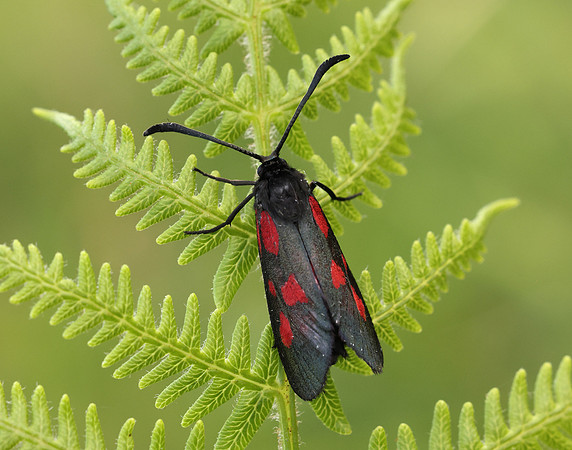54.007 BF168 New Forest Burnet Zygaena viciae