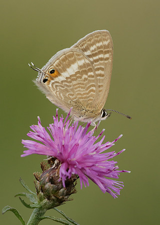 Long-tailed Blue Lampides boeticus