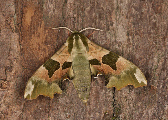 69.001 BF1979 Lime Hawk-moth Mimas tiliae