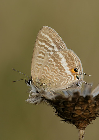 Long-tailed Blue Lampides boeticus