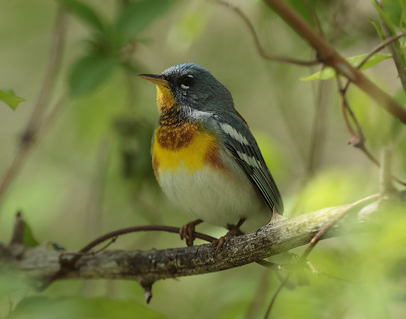 Northern Parula