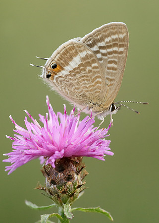 Long-tailed Blue Lampides boeticus