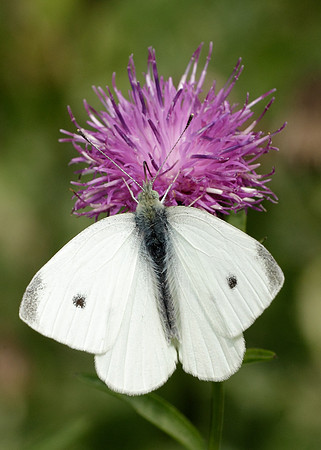 Small White Pieris rapae