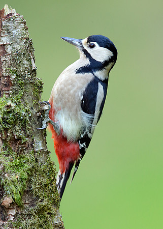 Great Spotted Woodpecker Dendrocopus major