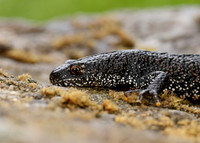 Great Crested Newt Triturus cristatus;