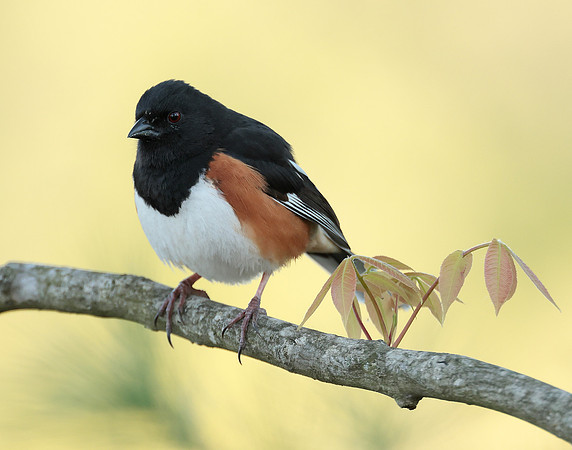 Eastern Towhee Pipilo erythrophthalmus