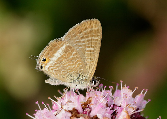 Long-tailed Blue Lampides boeticus