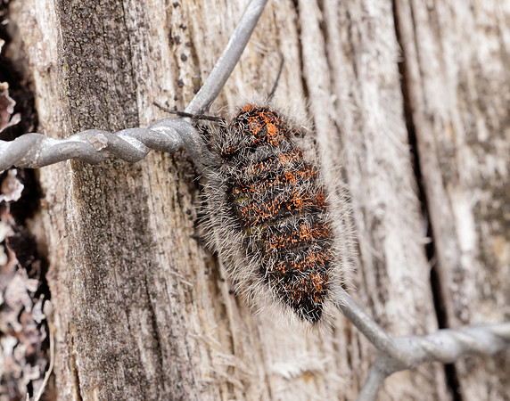 70.249 BF1929 Rannoch Brindled Beauty Lycia lapponaria