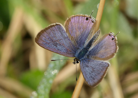 Long-tailed Blue Lampides boeticus