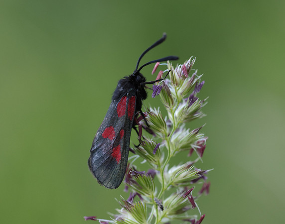 54.007 BF168 New Forest Burnet Zygaena viciae