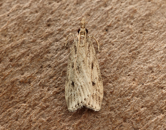 63.075 BF1336 Eudonia pallida