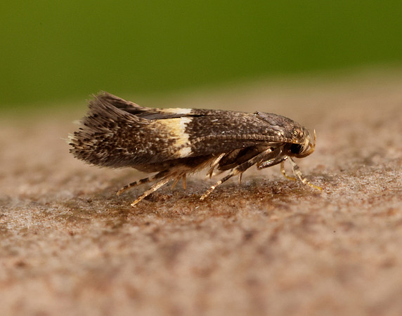 38.018 BF623 Elachista bisulcella