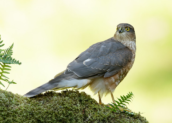 Sparrowhawk Accipiter nisus
