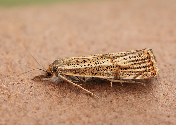 63.107 BF1321 Thisanotia chrysonuchella