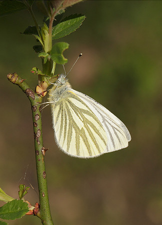 Green-veined White Pieris napi