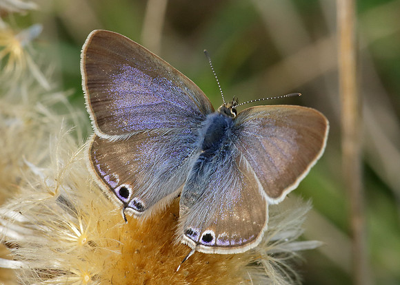 Long-tailed Blue Lampides boeticus