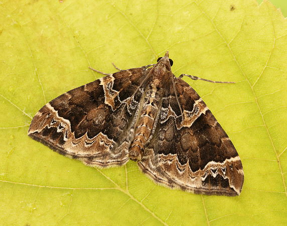 70.089 BF1754  Phoenix Eulithis prunata