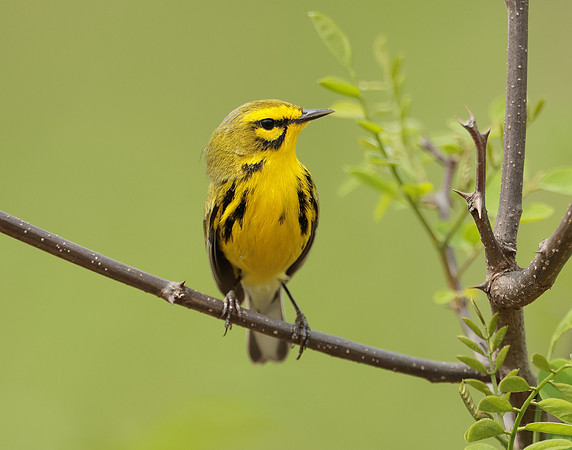 Prairie Warbler Setophaga discolor