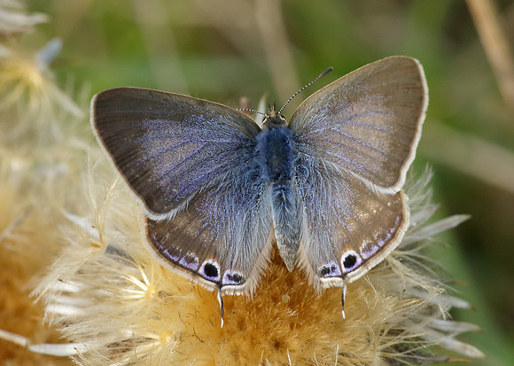 Long-tailed Blue Lampides boeticus