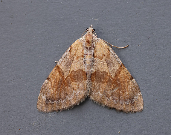 70.077 BF1767 Pine Carpet Pennithera firmata