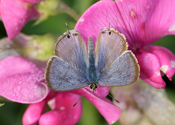 Long-tailed Blue Lampides boeticus