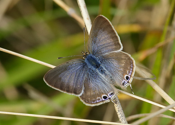 Long-tailed Blue Lampides boeticus