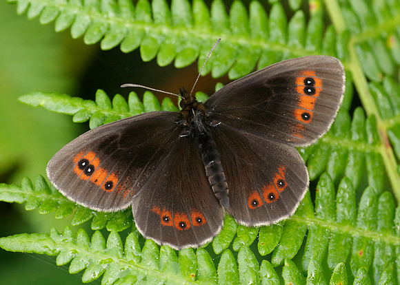 Scotch Argus Erebia aethiops